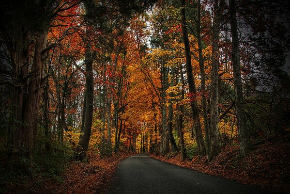 Marche automnale parmi les feuilles des arbres