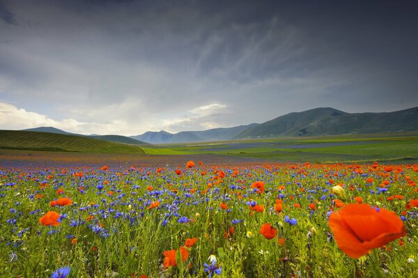 Italian mountain valleys of poppies and flowers are beautiful