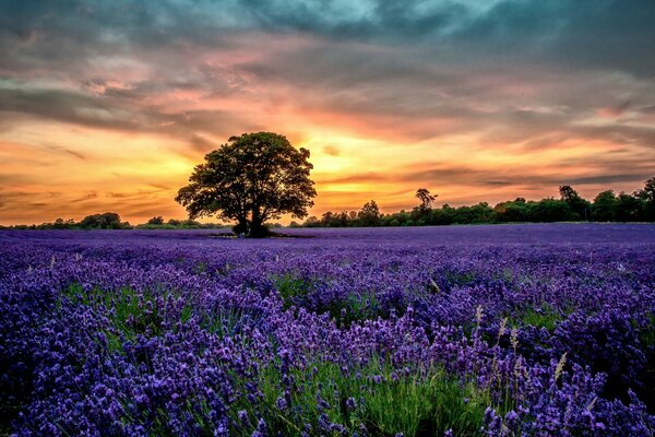 Evening sunset on the background of a lavender field