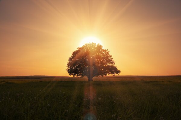 Magischer Sonnenaufgang. Goldener Baum