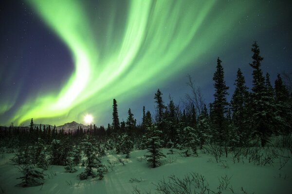 La Aurora boreal en el bosque