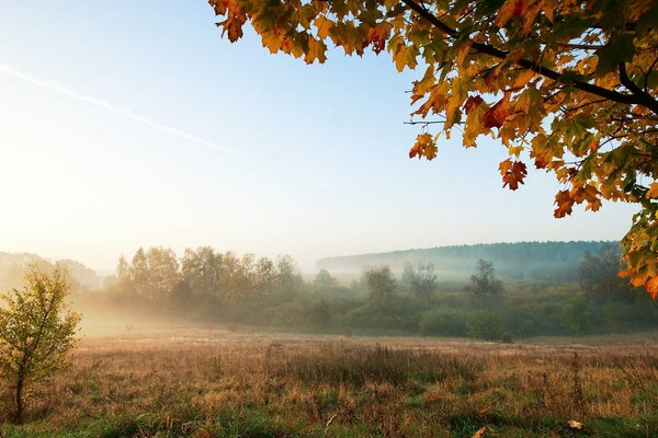 Brouillard matinal sur le champ d automne