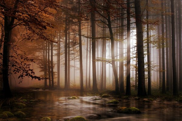 Rivière dans la forêt dans l obscurité