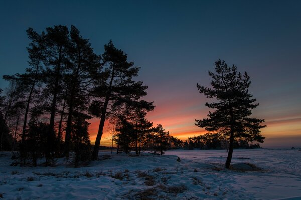 Pinos en el fondo de la puesta de sol de invierno