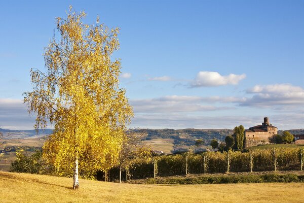 Bouleau avec des feuilles jaunies sur fond de nature et château