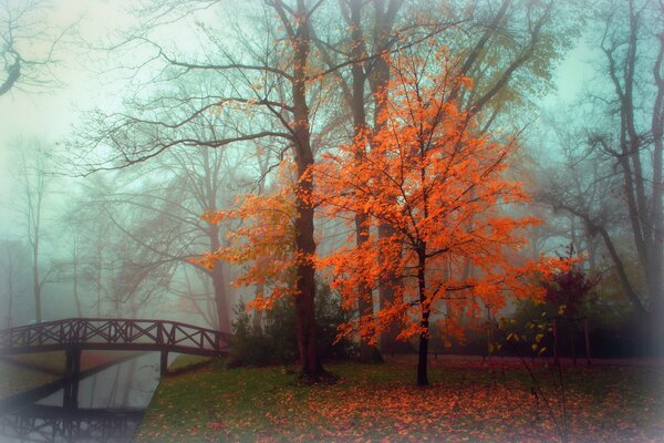 Árbol amarillo cerca del río