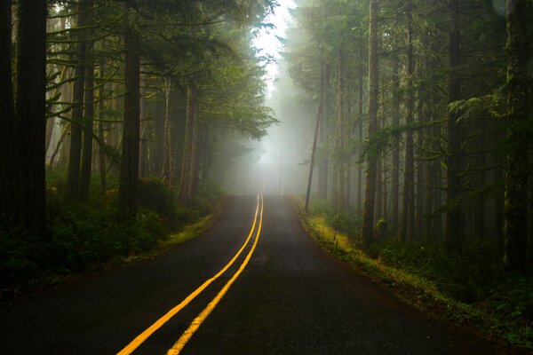 Der Weg durch den Wald verläuft im Nebel