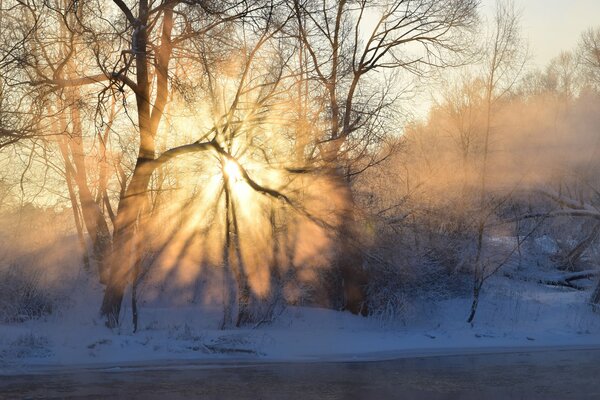 Niebla de invierno en el bosque al amanecer frío