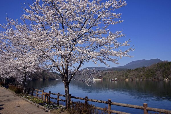 Paesaggio di fiori di ciliegio sullo sfondo del fiume