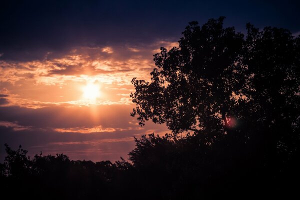 El sol de la tarde se abre paso a través de los árboles