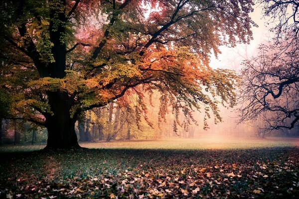 Autumn landscape with a beautiful tree