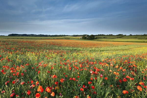 Summer landscape of nature, poppies on the field