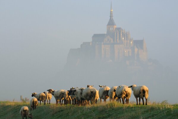 Eine kleine Schaf-Othara vor dem Hintergrund eines nebligen Schlosses auf dem Ostor des Mont Saint-Michel