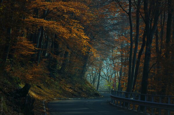 Herbstwald und schmale Straße