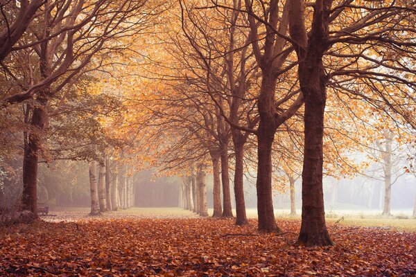 Forêt d automne, feuilles mortes