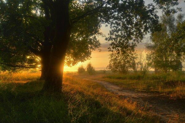 Beau paysage de soleil illuminant les arbres près du sentier