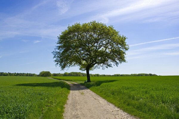 Grün und Baum auf dem Feld, Himmel und Straße