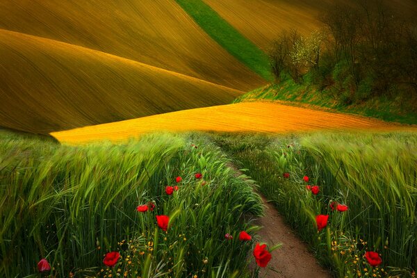 Nature, fleurs, champ herbe