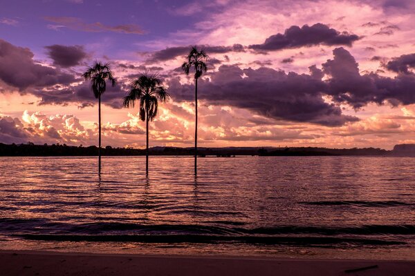 Palm trees on the background of sunset