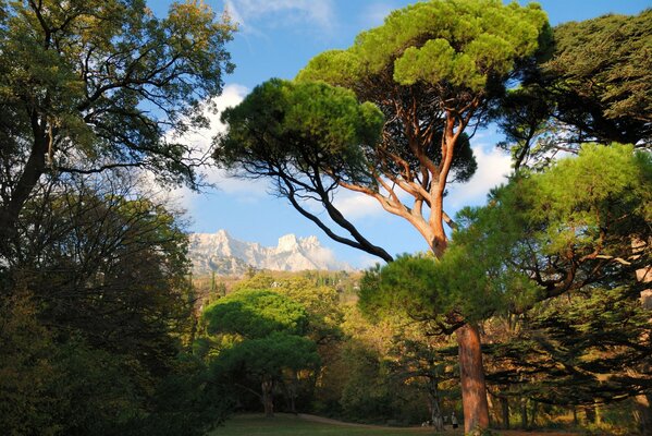 Bella natura in montagna in Crimea