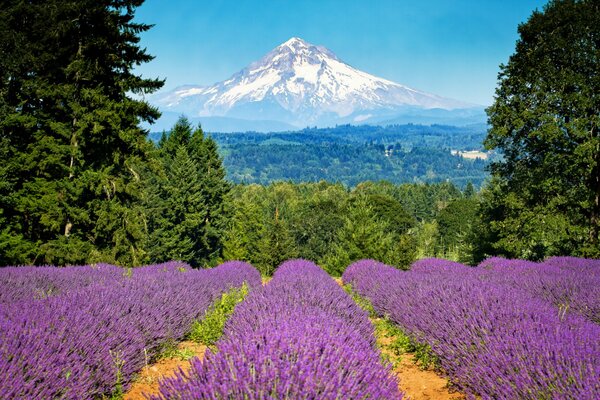 Campo de lavanda en el fondo de las montañas