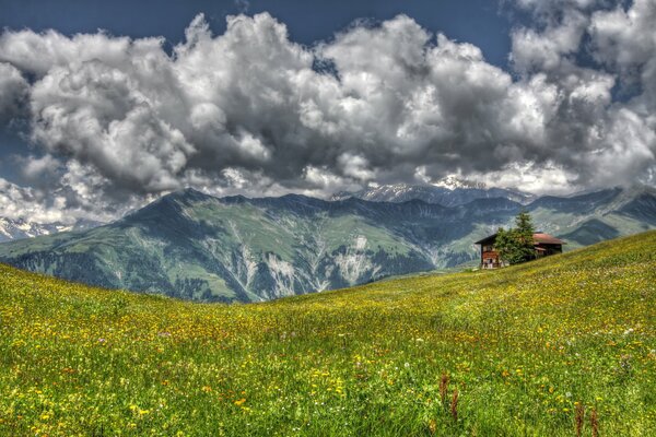 Meadow with flowers among the mountains