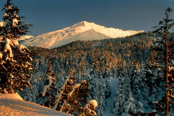 Winter landscape with forest and mountain views