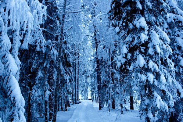 Снеговые шапки на елях в зимнем лесу