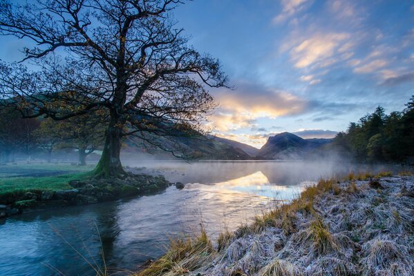 Morning frosts at the tree