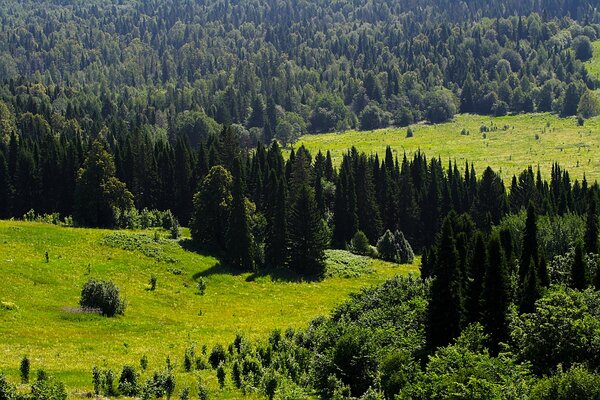 Greenery, forest, trees in the distance in the Urals