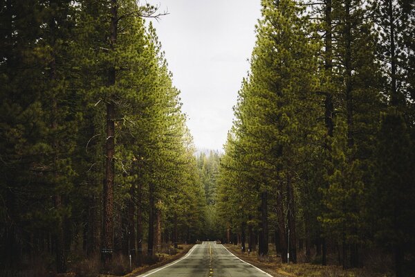 Paesaggio estivo della strada nella foresta