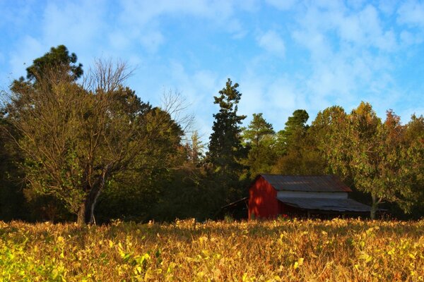 Forest clearing near the old barn