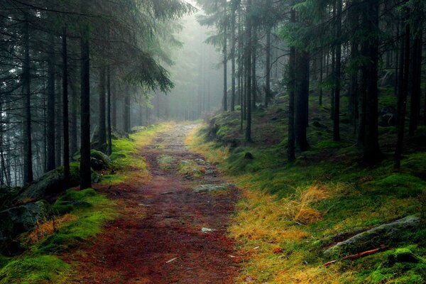 Moss-covered rocks in a misty forest