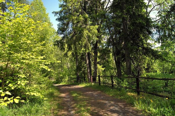 Camino del bosque que va al matorral