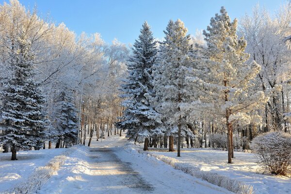 A frosty day with a snowy forest