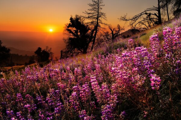 Campo de flores de color lila en el fondo de la puesta de sol