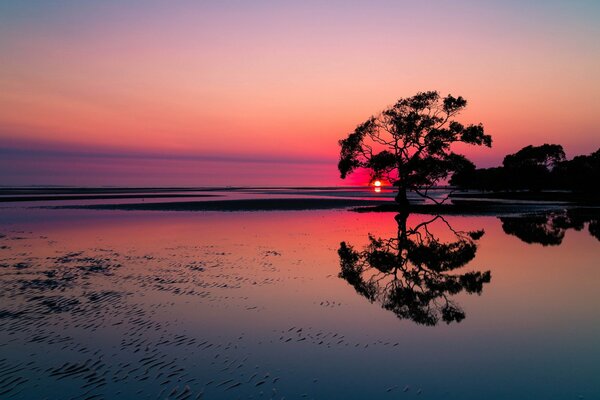 Puesta de sol brillante. Árbol solitario