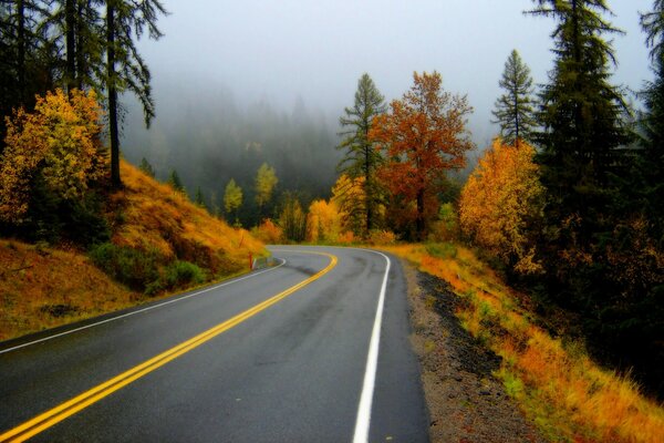 El camino y el pintoresco bosque de otoño