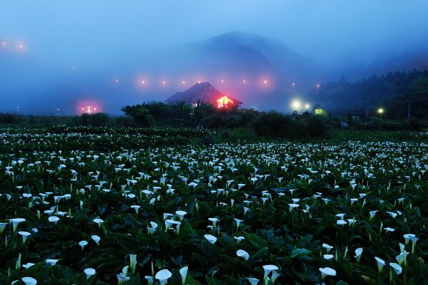 A field of flowers at the foot of the mountains