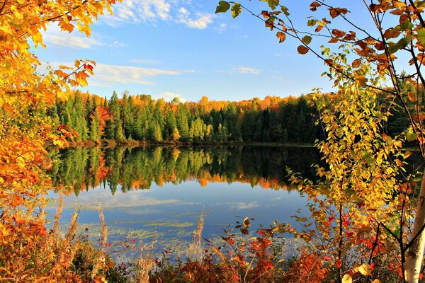 Herbstwald am See vor dem Hintergrund des blauen Himmels