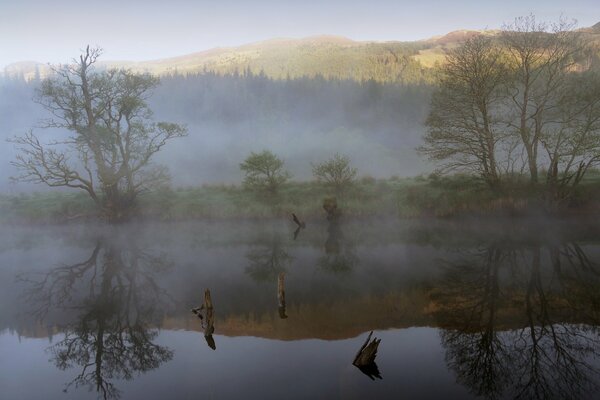 Niebla sobre el lago del bosque, reflejo de los árboles en el agua