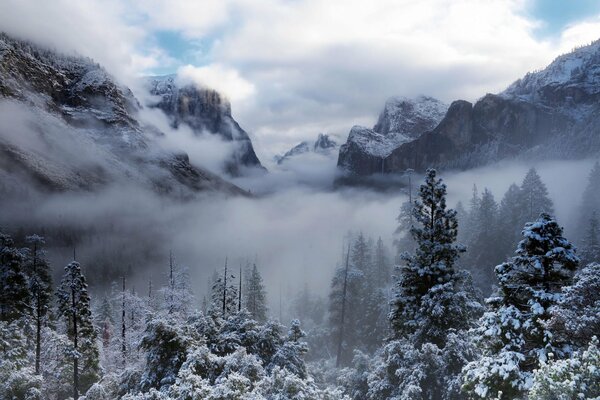 Fog descends from the peaks of the mountains to the snow-covered fir trees