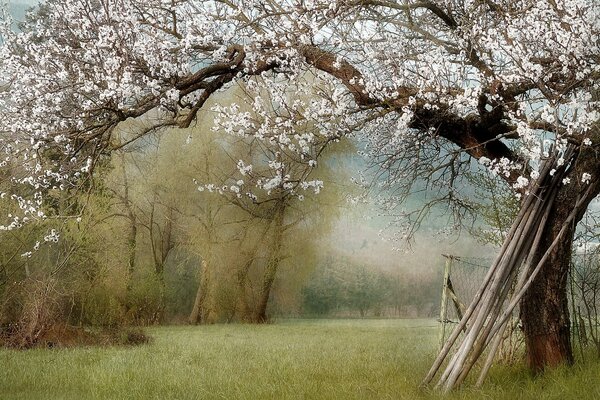 Paisaje de primavera. Árbol en flor en el Jardín