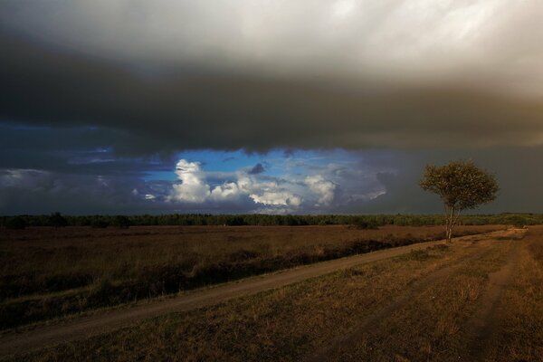 Albero solitario lungo la strada tra i campi sotto il cielo autunnale