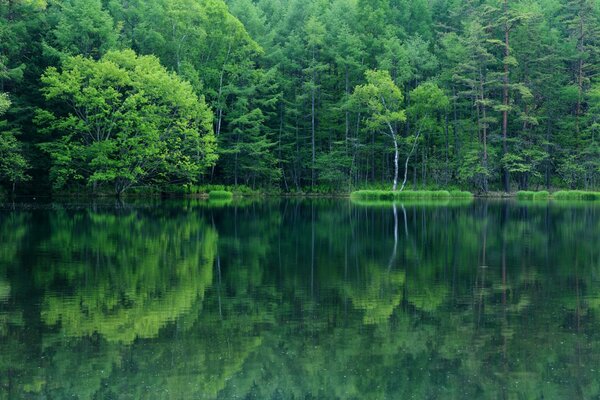 Reflexion des Waldes, der Bäume im See