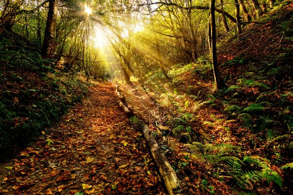 Laubweg inmitten des Herbstwaldes