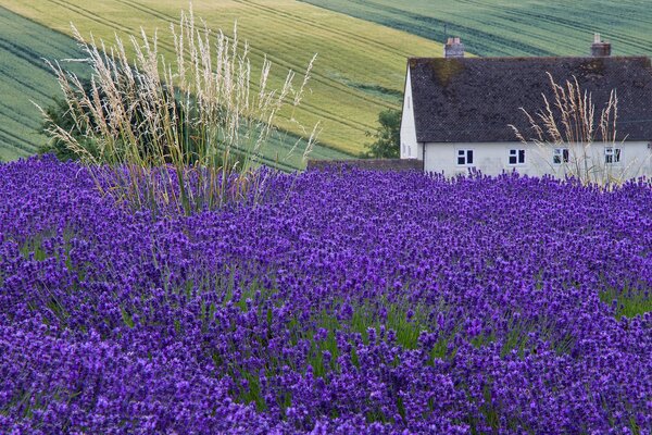 Sweet home in a lavender field