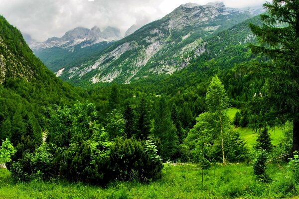 Grüne Bäume in der Schweiz vor dem Hintergrund der Berge