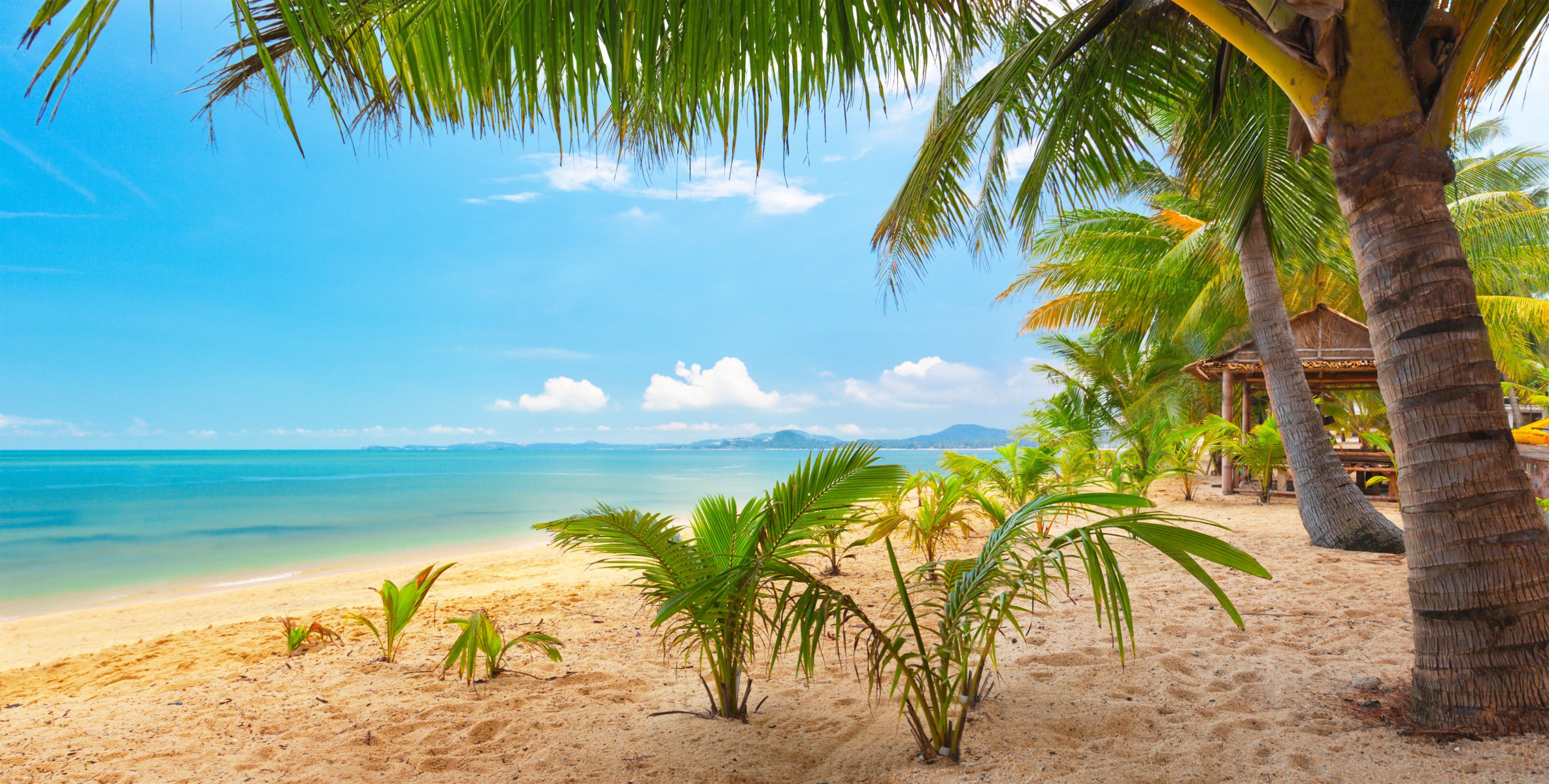 palmiers nature paysage mer tropical sable ciel nuages plage tropicale koh samui thaïlande rive de maenam joliment plage tropicale maenam