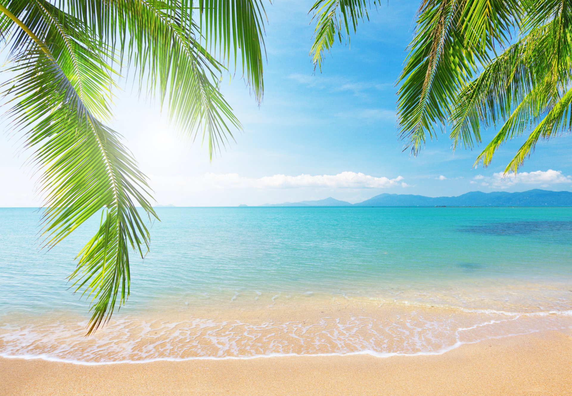 ea palm tree branch nature landscape sky clouds tropical beach shore palm trees branches tropical beach sunlight